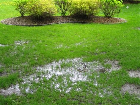 √ Exactly How to Get Rid of Standing Water in Your Lawn