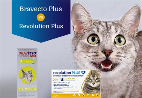 Bravecto Plus vs Revolution Plus for Cats