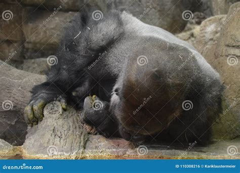 Close up of an gorilla stock photo. Image of head, center - 110308216