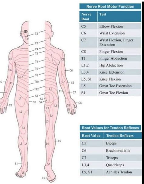 Dermatomes and Myotomes. Dermatomes : | by YPTA | Jul, 2020 | Medium