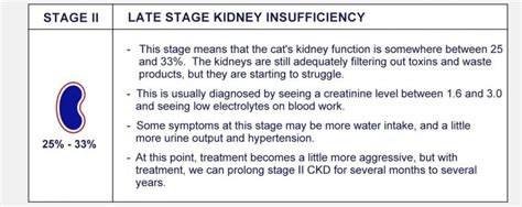 Stages Of Feline Chronic Kidney Disease - PetlifeCA