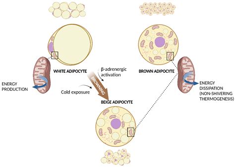 Adipocyte Cell