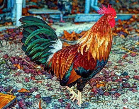 key west art - Google Search | Rooster painting, Rooster, Key west