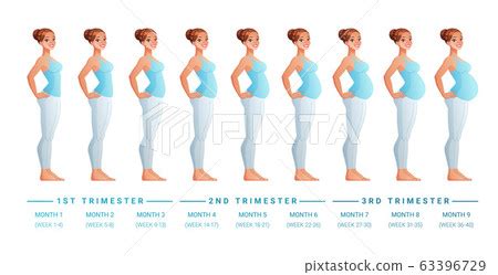 Stages Of Pregnancy Month By Month Belly