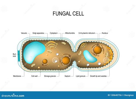 Fungal hyphae cells stock vector. Illustration of mitochondrion - 130640756