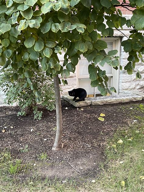 Black cat spotted at memorial mall : r/Purdue