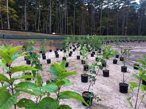 Durham Stormwater Wetland: 11,000 Aquatic Plants Installed by Team Dragonfly — Dragonfly Pond Works