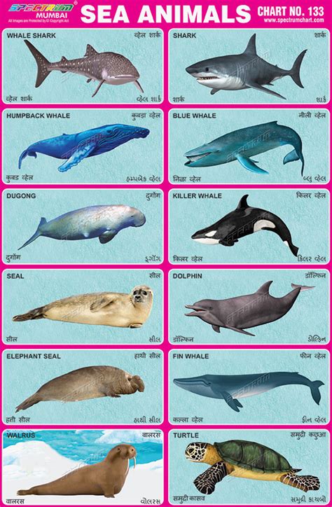 Water Animals Chart