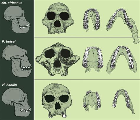 Australopithecus Robustus Skull Features