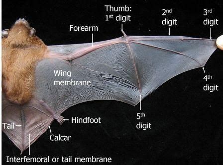 Bat anatomy, Wing anatomy, Bat