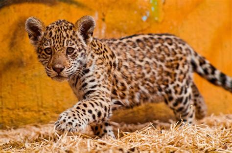 Walking in the hay | Jaguar animal, Baby jaguar, Baby animals