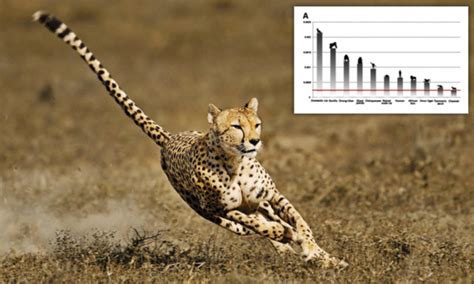 Cheetah genes mutated to boost muscle strength and make it the fastest ...