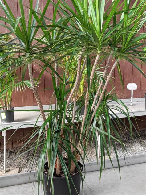 Dracaena Care: All About Growing Dracaena Indoors