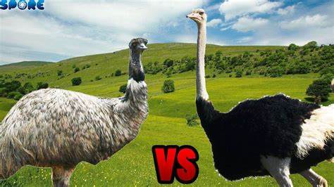 Emu Vs Ostrich Size