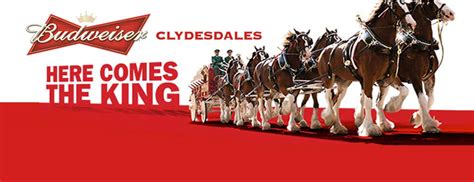 Budweiser Clydesdales Wallpaper - WallpaperSafari