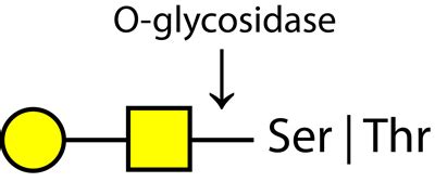 Endoglycosidases - O-Glycosidase | Ludger Ltd