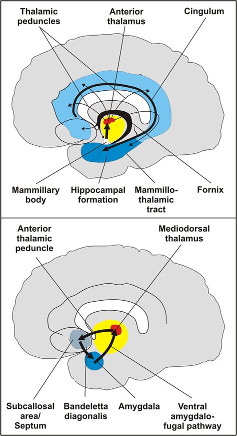 Episodic memory is emotionally laden memory, requiring amygdala ...