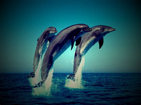 Trio of Jumping Dolphins