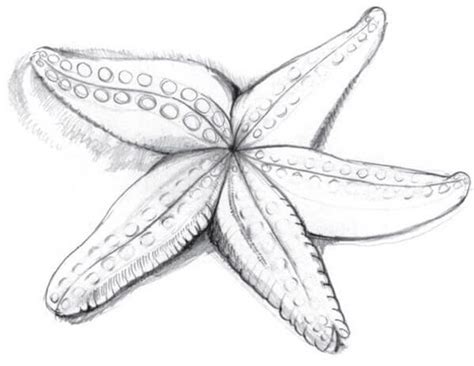 How to draw a starfish with a pencil step-by-step tutorial. | Starfish ...