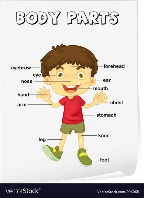 Body Parts Diagram For Kindergarten / Pin On S C H O O L - This large ...