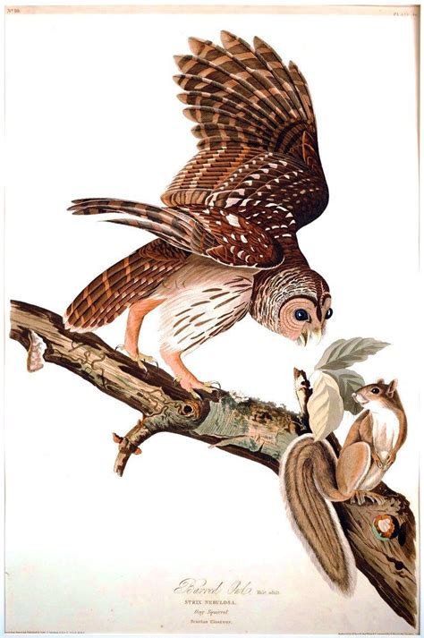 Audubon barred owl | Vintage Printable --want art print made to frame ...