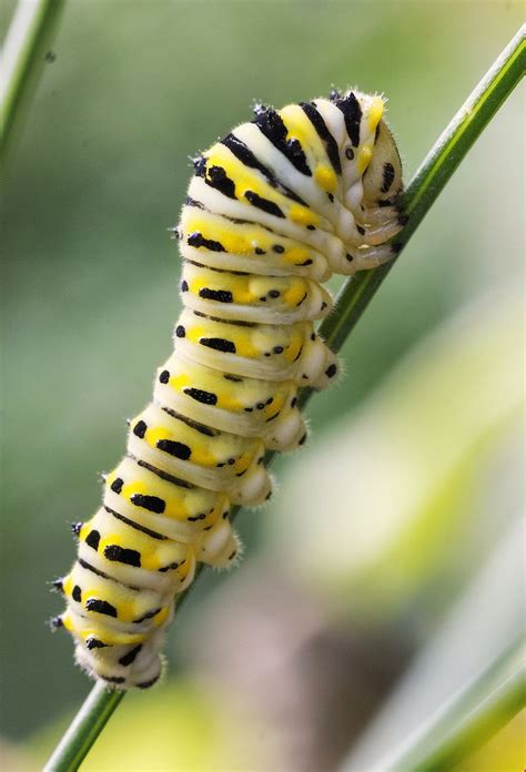 Swallowtail Caterpillar | Caterpillar, Insect photography, Interesting animals