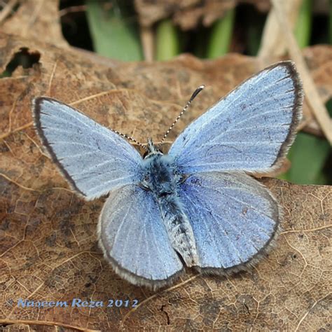 Silvery Blue Glaucopsyche lygdamus (Doubleday, 1841) | Butterflies and Moths of North America