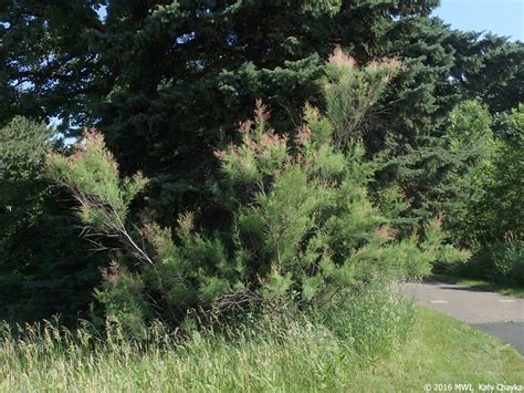 Tamarix ramosissima (Saltcedar): Minnesota Wildflowers