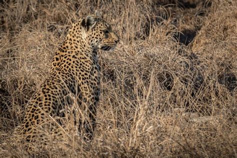 Camouflage Leopard Photo | Animals are beautiful people, Wild cats, Pet birds