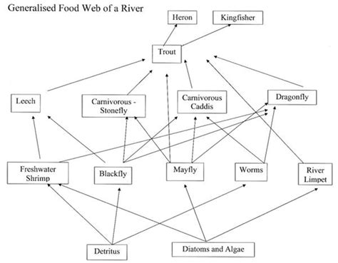 Freshwater Energetics – Field Studies Council