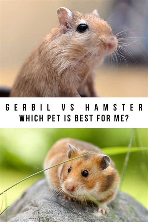 Gerbil Vs Hamster - What's The Difference And Which Is Best For You?