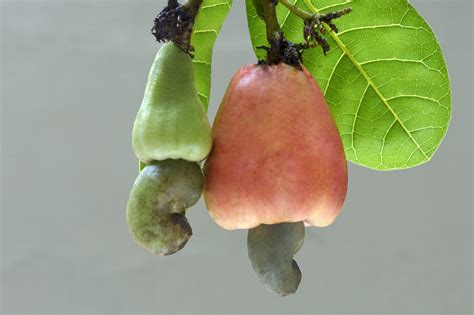 Cashew nut waste antioxidants: A natural alternative to nitrates