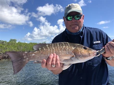 Mangrove Snapper - Flats Fishing Guide and Charter Service Miami, FL