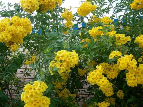 Flower in Saudi Arabia | Planting flowers, Plants, Outdoor decor