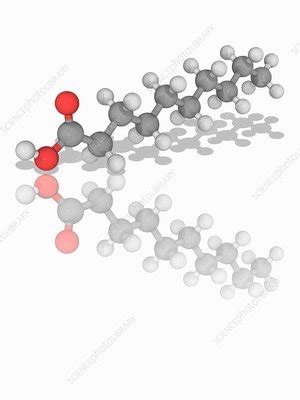 Capric acid (decanoic acid) molecule - Stock Image - F016/9613 - Science Photo Library