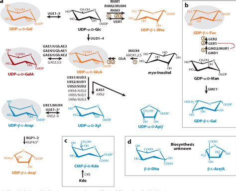 [PDF] Evolving views of pectin biosynthesis. | Semantic Scholar