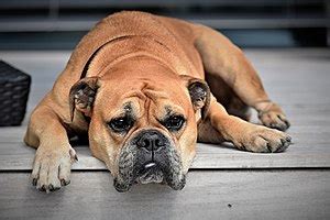 Continental Bulldog – Wikipedia