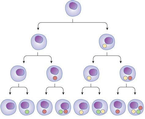 Trending Home 547qj5: Cell Differentiation Definition Biology Simple