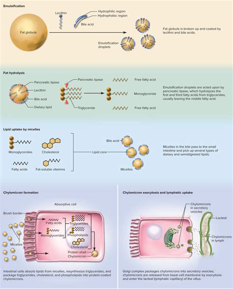 CHAPTER 25 Diagram: Fat Digestion and Absorption Diagram | Quizlet