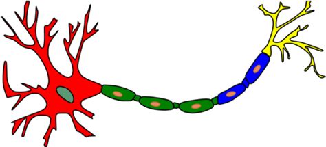 Neuron-colored Png Images - Neuron Clip Art Transparent Png - Full Size ...