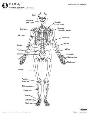 Skeletal Diagram Bone