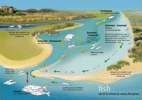 Estuary Diagram | Quizlet