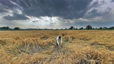 40% wheat already damaged, more rains to pile up Punjab farmers’ woes - Hindustan Times