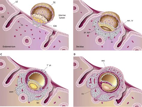 Stages Of Embryo Implantation