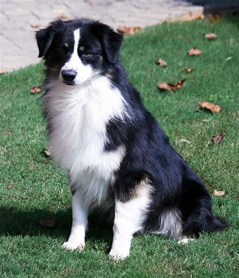 Stetson, a black bicolor Australian Shepherd | Australian shepherd, Beautiful dogs, Australian ...