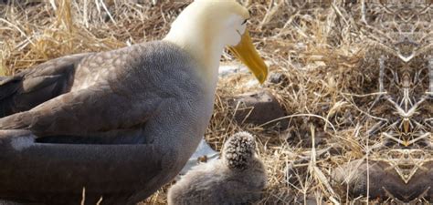 Waved Albatross | Go Galapagos