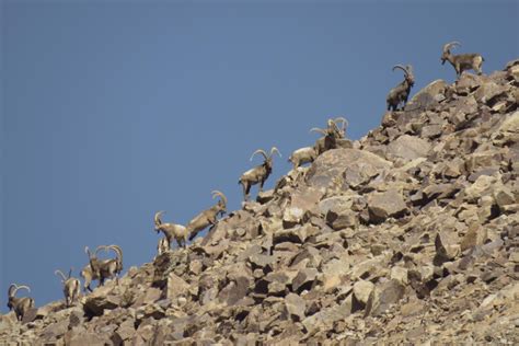 Community-Based Wildlife Conservation in Tajikistan | People not poaching