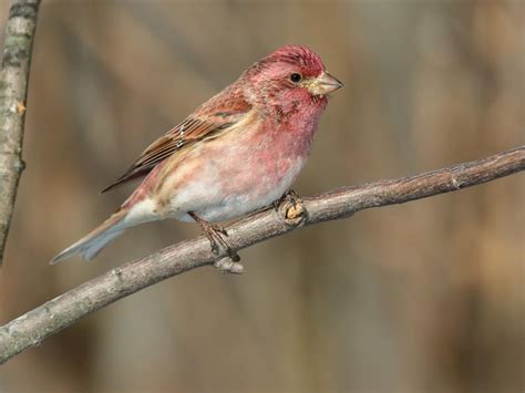 Purple Finch Nesting (All You Need To Know) | Birdfact