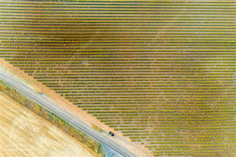 Aerial view of the lavender fields, Verdon, Provence, France - Stock Image - F041/6229 - Science ...