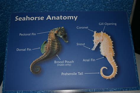 Anatomy Of A Seahorse - Anatomical Charts & Posters